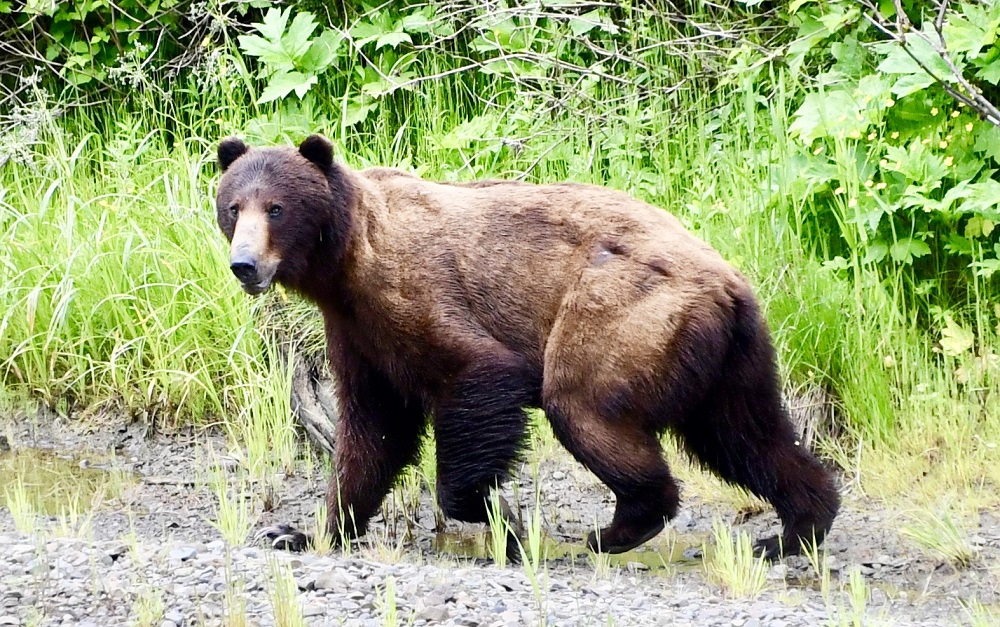 Sun Photo A00009 Bear near Icy Strait Point Alaska